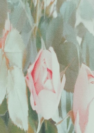 谁去拯救谁?【百合 np】